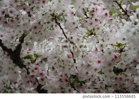 Spring in Naniwa: Cherry Blossom Passage at the Mint 113556685