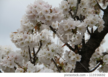 Spring in Naniwa: Cherry Blossom Passage at the Mint Spring in Naniwa: Cherry Blossom Passage at the Mint 113556692
