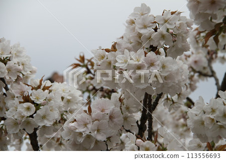 Spring in Naniwa: Cherry Blossom Passage at the Mint Spring in Naniwa: Cherry Blossom Passage at the Mint 113556693