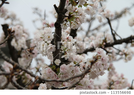 Spring in Naniwa: Cherry Blossom Passage at the Mint Spring in Naniwa: Cherry Blossom Passage at the Mint 113556698