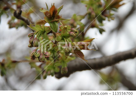 在為浪速的春天增添色彩的造幣廠的櫻花中漫步 113556700
