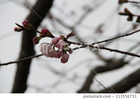 Spring in Naniwa: Cherry Blossom Passage at the Mint Spring in Naniwa: Cherry Blossom Passage at the Mint 113556731
