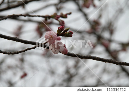 Spring in Naniwa: Cherry Blossom Passage at the Mint 113556732