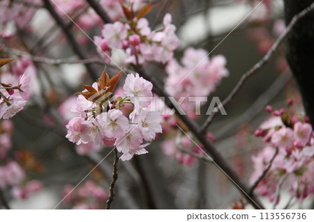 Spring in Naniwa: Cherry Blossom Passage at the Mint Spring in Naniwa: Cherry Blossom Passage at the Mint 113556736