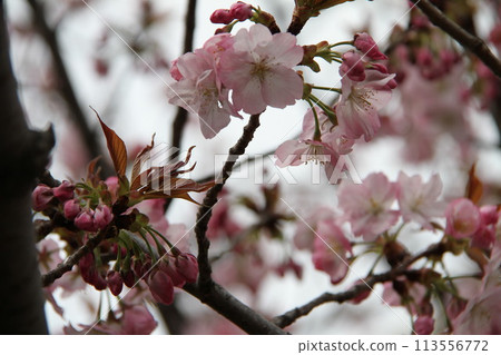 Spring in Naniwa: Cherry Blossom Passage at the Mint 113556772