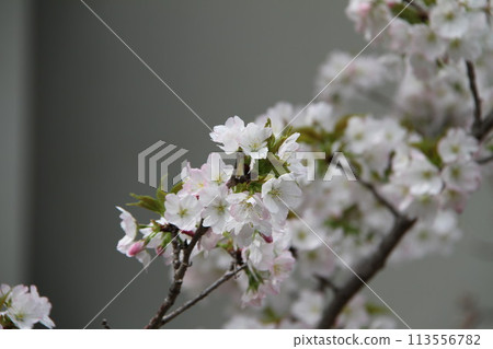 Spring in Naniwa: Cherry Blossom Passage at the Mint 113556782