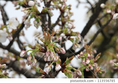 Spring in Naniwa: Cherry Blossom Passage at the Mint 113556785