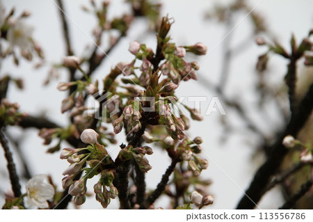 Spring in Naniwa: Cherry Blossom Passage at the Mint 113556786