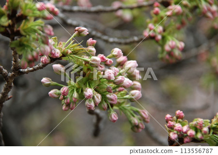 Spring in Naniwa: Cherry Blossom Passage at the Mint 113556787