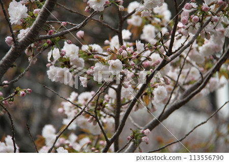 Spring in Naniwa: Cherry Blossom Passage at the Mint Spring in Naniwa: Cherry Blossom Passage at the Mint 113556790