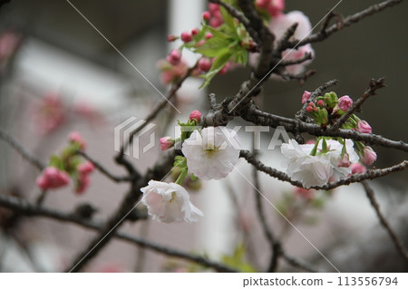 Spring in Naniwa: Cherry Blossom Passage at the Mint Spring in Naniwa: Cherry Blossom Passage at the Mint 113556794