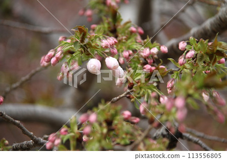 Spring in Naniwa: Cherry Blossom Passage at the Mint Spring in Naniwa: Cherry Blossom Passage at the Mint 113556805