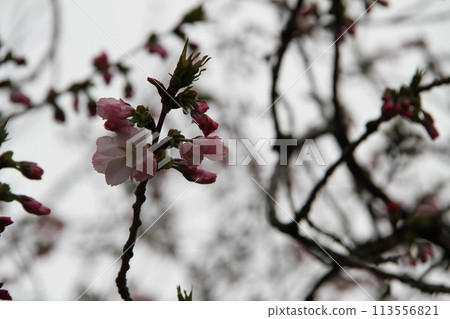 Spring in Naniwa: Cherry Blossom Passage at the Mint Spring in Naniwa: Cherry Blossom Passage at the Mint 113556821