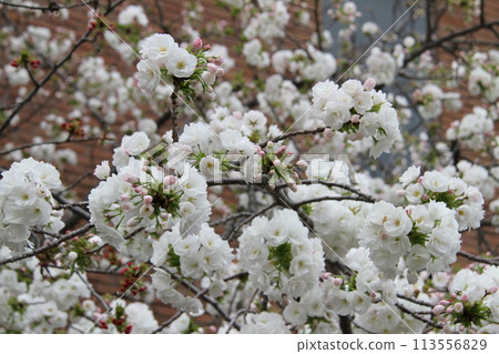 Spring in Naniwa: Cherry Blossom Passage at the Mint 113556829