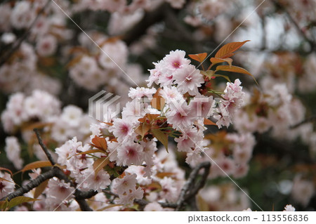Spring in Naniwa: Cherry Blossom Passage at the Mint 113556836