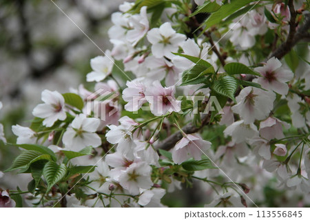 Spring in Naniwa: Cherry Blossom Passage at the Mint Spring in Naniwa: Cherry Blossom Passage at the Mint 113556845