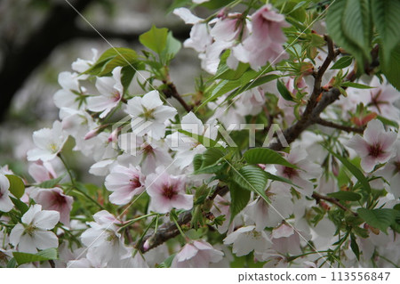 Spring in Naniwa: Cherry Blossom Passage at the Mint 113556847