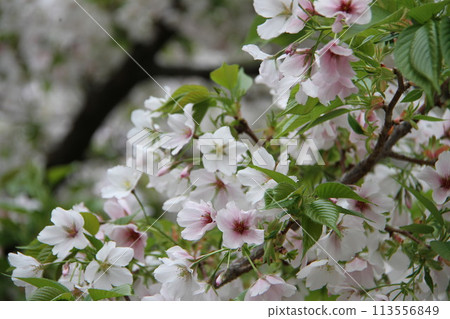 Spring in Naniwa: Cherry Blossom Passage at the Mint Spring in Naniwa: Cherry Blossom Passage at the Mint 113556849