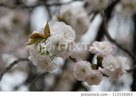 Spring in Naniwa: Cherry Blossom Passage at the Mint 113556863