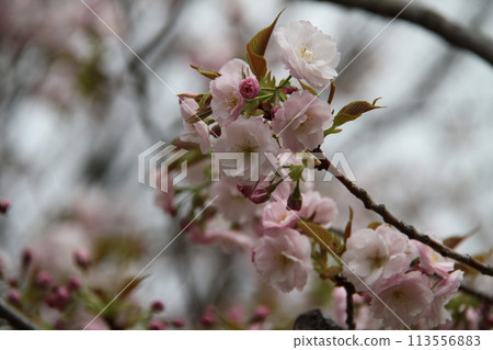Spring in Naniwa: Cherry Blossom Passage at the Mint Spring in Naniwa: Cherry Blossom Passage at the Mint 113556883
