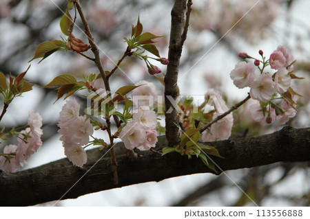 Spring in Naniwa: Cherry Blossom Passage at the Mint 113556888