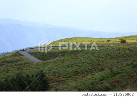 Summer Venus Line 113556908