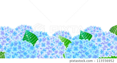 繡球花雨季花背景 繡球花雨季花背景 113556952