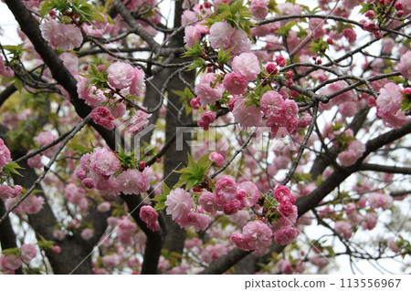 Spring in Naniwa: Cherry Blossom Passage at the Mint Spring in Naniwa: Cherry Blossom Passage at the Mint 113556967