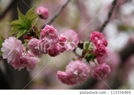 Spring in Naniwa: Cherry Blossom Passage at the Mint 113556969