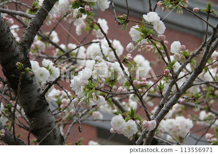 Spring in Naniwa: Cherry Blossom Passage at the Mint 113556971