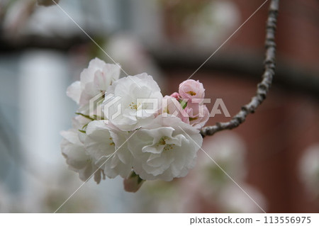 Spring in Naniwa: Cherry Blossom Passage at the Mint 113556975