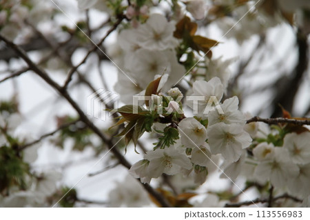 Spring in Naniwa: Cherry Blossom Passage at the Mint Spring in Naniwa: Cherry Blossom Passage at the Mint 113556983