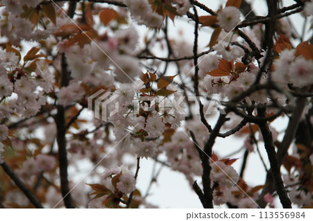 Spring in Naniwa: Cherry Blossom Passage at the Mint Spring in Naniwa: Cherry Blossom Passage at the Mint 113556984