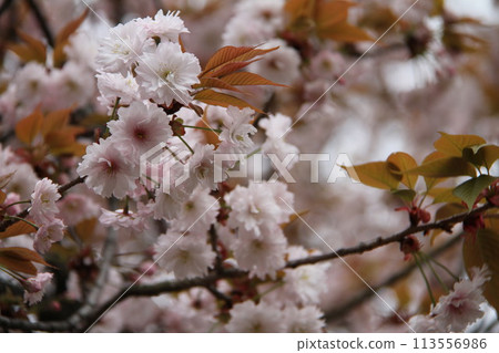 Spring in Naniwa: Cherry Blossom Passage at the Mint 113556986