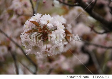 Spring in Naniwa: Cherry Blossom Passage at the Mint 113556987