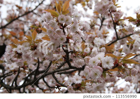 Spring in Naniwa: Cherry Blossom Passage at the Mint 113556990