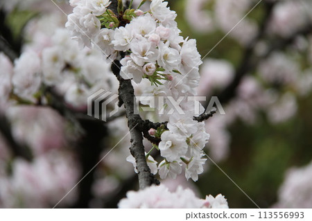 Spring in Naniwa: Cherry Blossom Passage at the Mint Spring in Naniwa: Cherry Blossom Passage at the Mint 113556993