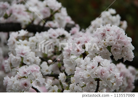 Spring in Naniwa: Cherry Blossom Passage at the Mint Spring in Naniwa: Cherry Blossom Passage at the Mint 113557000