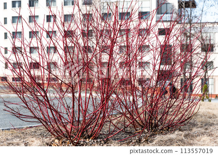 Cornus alba, the red-barked, white or Siberian dogwood flowering plant in spring 113557019
