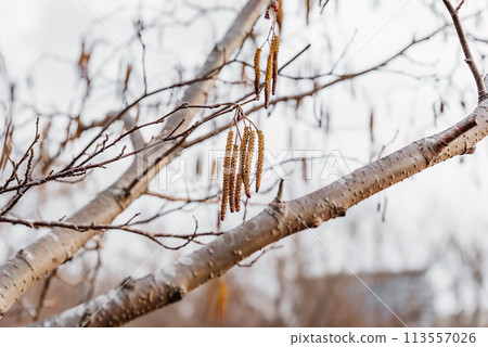 Young fresh Alnus glutinosa catkins on a tree background 113557026