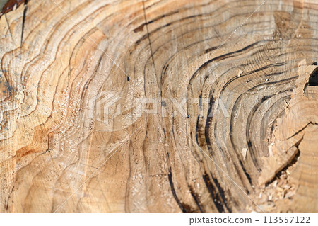 Sugi annual rings and cut surfaces Sugi annual rings and cut surfaces 113557122