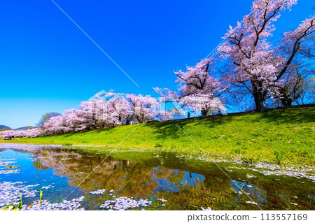 瀨割裡堤防上盛開的櫻花與倒影 113557169