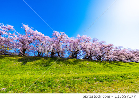 Cherry blossoms at Sewari Embankment in full bloom Cherry blossoms at Sewari Embankment in full bloom 113557177