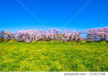 Cherry blossoms at Sewari Embankment in full bloom 113557196