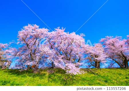 Cherry blossoms at Sewari Embankment in full bloom 113557206