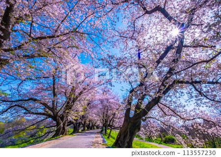 Cherry blossoms at Sewari Embankment in full bloom Cherry blossoms at Sewari Embankment in full bloom 113557230