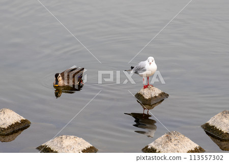 Ducks on the water and seagulls standing on rocks 113557302