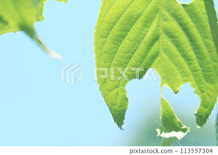 Insect-eaten young leaves of cherry blossoms 113557304