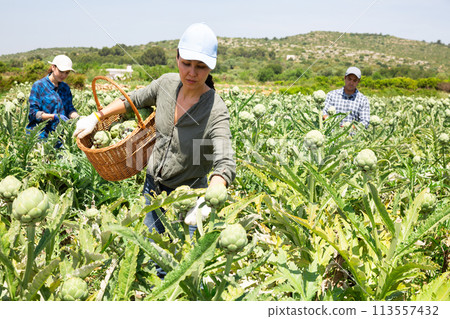 Woman farmer picking fresh organic artichokes in basket on farm 113557432