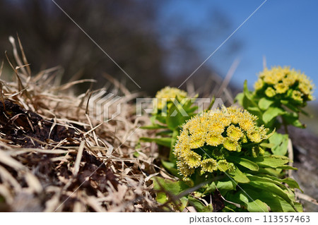 Butterbur heralds the arrival of spring Butterbur heralds the arrival of spring 113557463